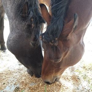 Meet your Posher, Grace